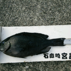 宮島丸 釣果