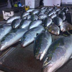 幸風（さちかぜ） 釣果