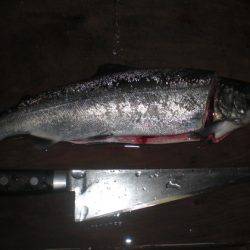 高萩ふれあいの里フィッシングエリア 釣果