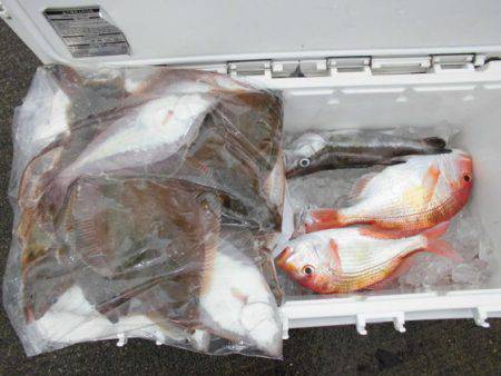 大進丸（新潟） 釣果