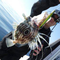 ＢｌｕｅＮｏｔｅ　Ｆｉｓｈｉｎｇ　Ｔａｘｉ 釣果