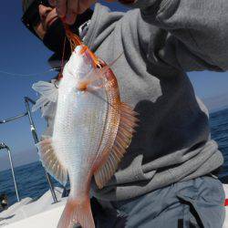 ＢｌｕｅＮｏｔｅ　Ｆｉｓｈｉｎｇ　Ｔａｘｉ 釣果