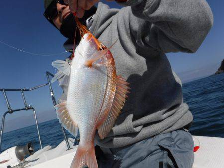 ＢｌｕｅＮｏｔｅ　Ｆｉｓｈｉｎｇ　Ｔａｘｉ 釣果