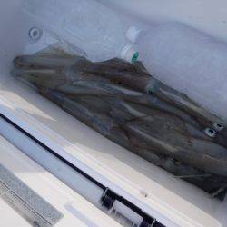 ＢｌｕｅＮｏｔｅ　Ｆｉｓｈｉｎｇ　Ｔａｘｉ 釣果