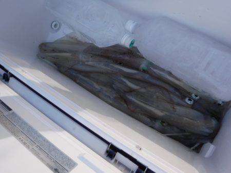 ＢｌｕｅＮｏｔｅ　Ｆｉｓｈｉｎｇ　Ｔａｘｉ 釣果