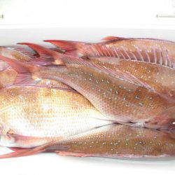 大進丸(新潟) 釣果