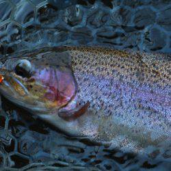 小菅トラウトガーデン 釣果