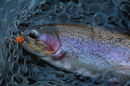 小菅トラウトガーデン 釣果