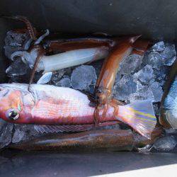 大進丸（新潟） 釣果