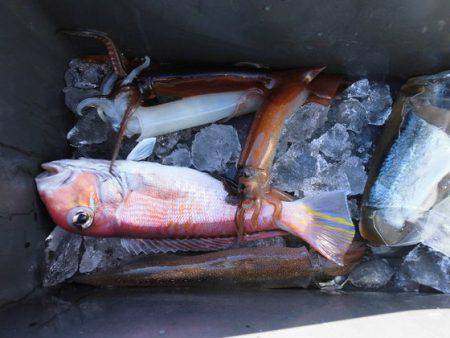 大進丸（新潟） 釣果