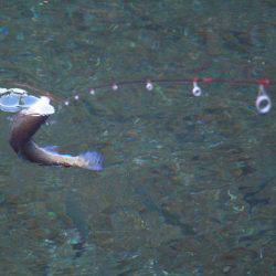小菅トラウトガーデン 釣果