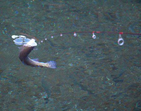 小菅トラウトガーデン 釣果