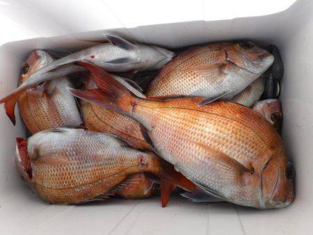 遊漁船 幸友丸 釣果