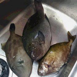 しば渡船 釣果