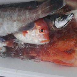 遊漁船 新鋭丸 釣果