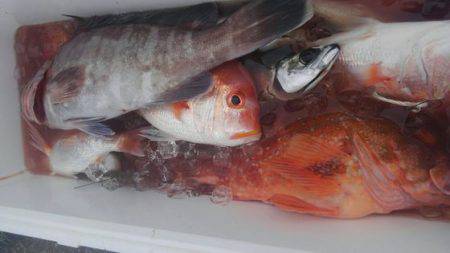 遊漁船 新鋭丸 釣果