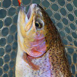 小菅トラウトガーデン 釣果