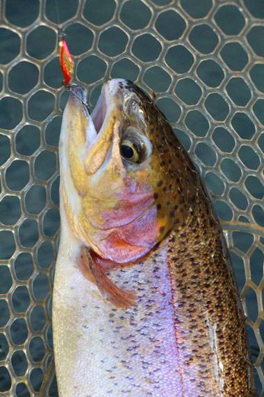 小菅トラウトガーデン 釣果