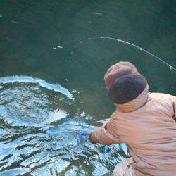 小菅トラウトガーデン 釣果