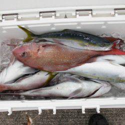 大進丸(新潟) 釣果