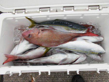 大進丸(新潟) 釣果