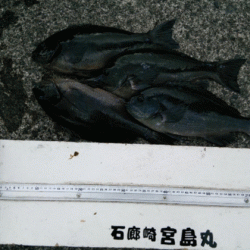宮島丸 釣果