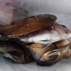 遊漁船 幸友丸 釣果