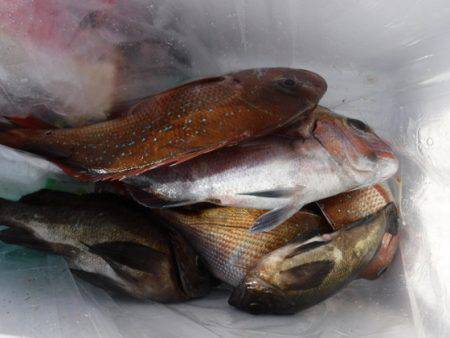 遊漁船 幸友丸 釣果