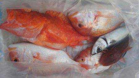 遊漁船 新鋭丸 釣果
