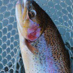 小菅トラウトガーデン 釣果