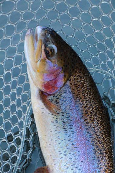 小菅トラウトガーデン 釣果