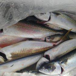 遊漁船 新鋭丸 釣果