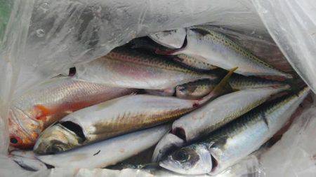 遊漁船 新鋭丸 釣果