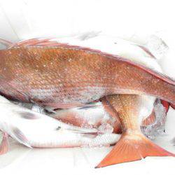 大進丸(新潟) 釣果