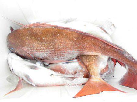 大進丸(新潟) 釣果