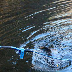 小菅トラウトガーデン 釣果