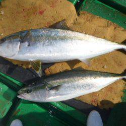 真祐丸 (しんゆうまる) 釣果