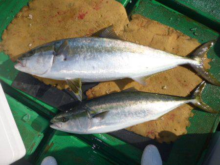 真祐丸 (しんゆうまる) 釣果