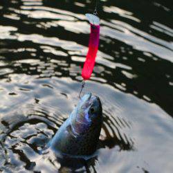 小菅トラウトガーデン 釣果