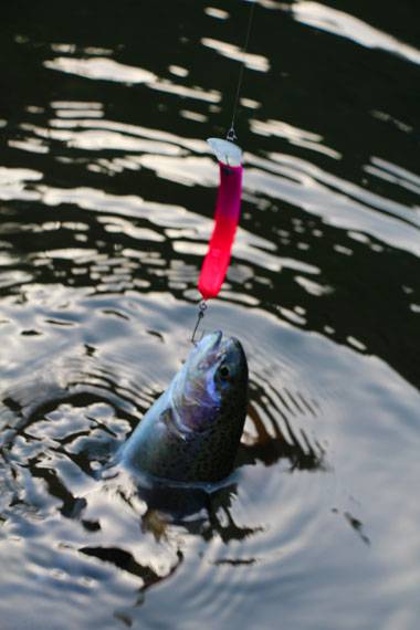 小菅トラウトガーデン 釣果