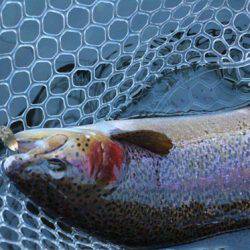 小菅トラウトガーデン 釣果