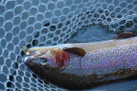 小菅トラウトガーデン 釣果