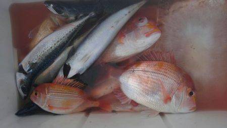 遊漁船 新鋭丸 釣果