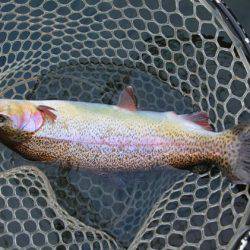 小菅トラウトガーデン 釣果