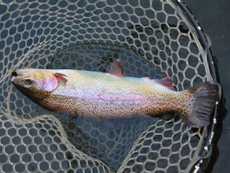 小菅トラウトガーデン 釣果