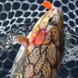 小菅トラウトガーデン 釣果