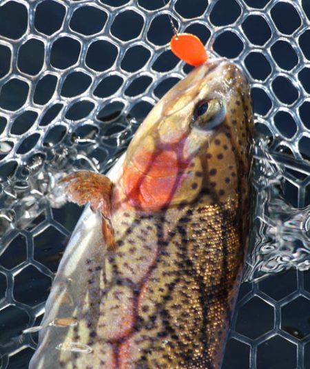 小菅トラウトガーデン 釣果