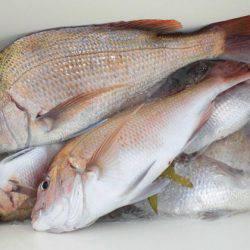 大進丸(新潟) 釣果