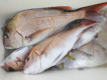 大進丸(新潟) 釣果