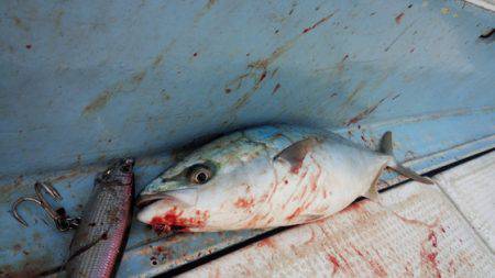 秀漁丸 釣果